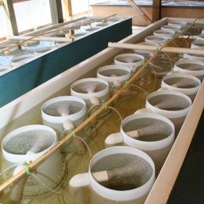 Downweller units are used to set eyed-larvae and rear the earliest settled oysters. Downwellers are cylinders, open on one end with the other end covered in a fine mesh. Microcultch (very small pieces of oyster shell) are placed into the downwellers and competent to set eyed-larvae are introduced to the cylinders. Water is air-lifted into the cylinder via the pipe through the cylinder wall, flows downward through the microcultch on the bottom and back into the downweller trough. Eyed-larvae will settle upon the individual pieces of microcultch creating single oysters for further culture.