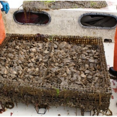 An oyster cage with the top removed to access the oysters inside. During the grow-out phase, cages will be raised several times for normal husbandry practices and to harvest market-size oysters.