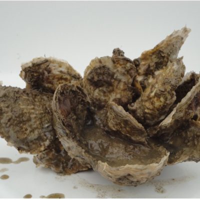 Cluster of oysters from spat-on-shell production ready to head to the shucking house.