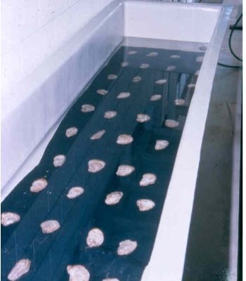 Oysters in a spawning trough for production of eggs and sperm. Fertilization occurs externally within the spawning trough water. Fertilized eggs will be collected on fine mesh screens and transferred to culture tanks with static water and aeration. Over the next couple weeks, the eggs will develop into planktonic larvae, become ready to settle (set), and attached to a solid surface to begin their existences as a non-mobile oyster.