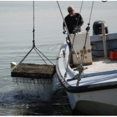 Raising a bottom cage full of oysters.