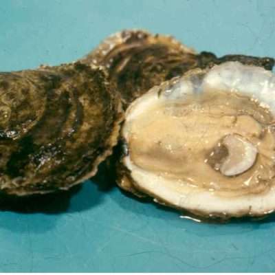 Single oysters ready for market.