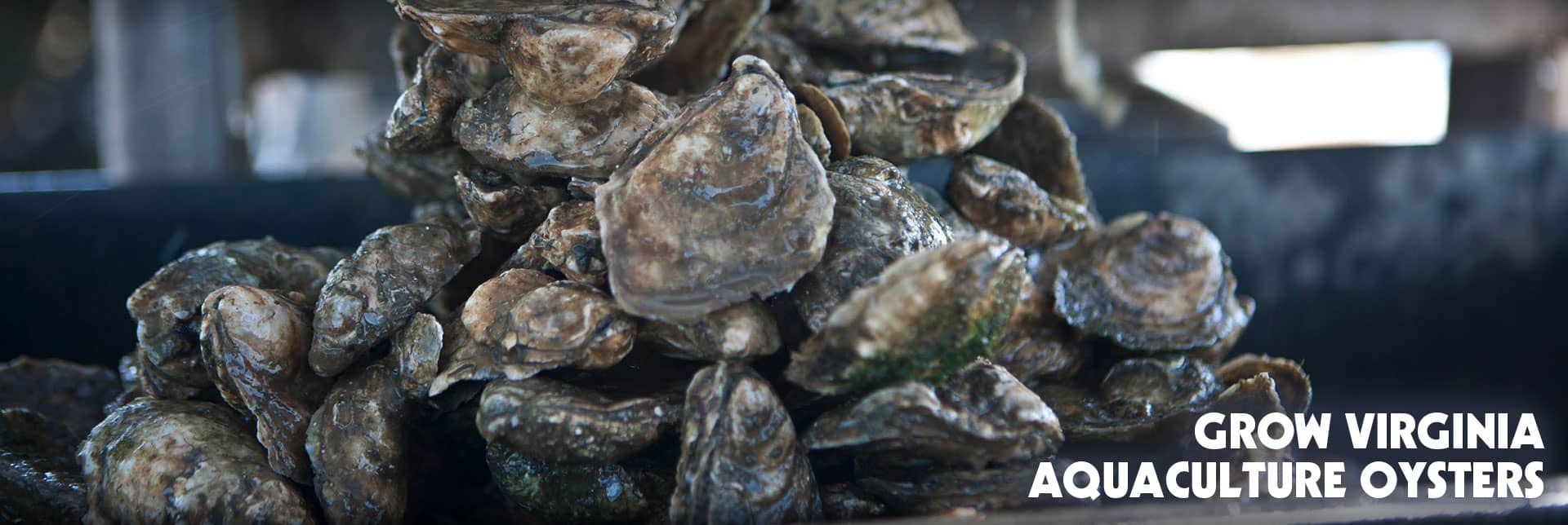 Grow Virginia Aquaculture Oysters