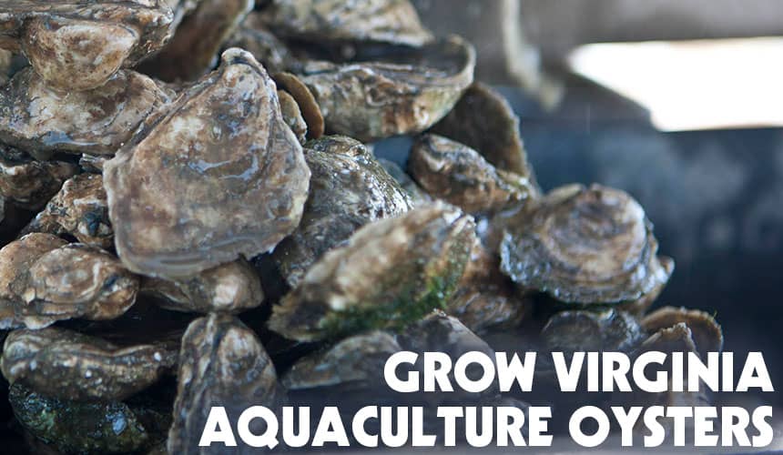 Grow Virginia Aquaculture Oysters