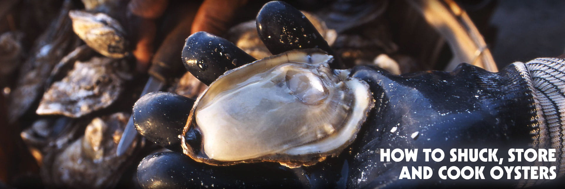 How to Shuck, Store, and Cook Virginia Oysters
