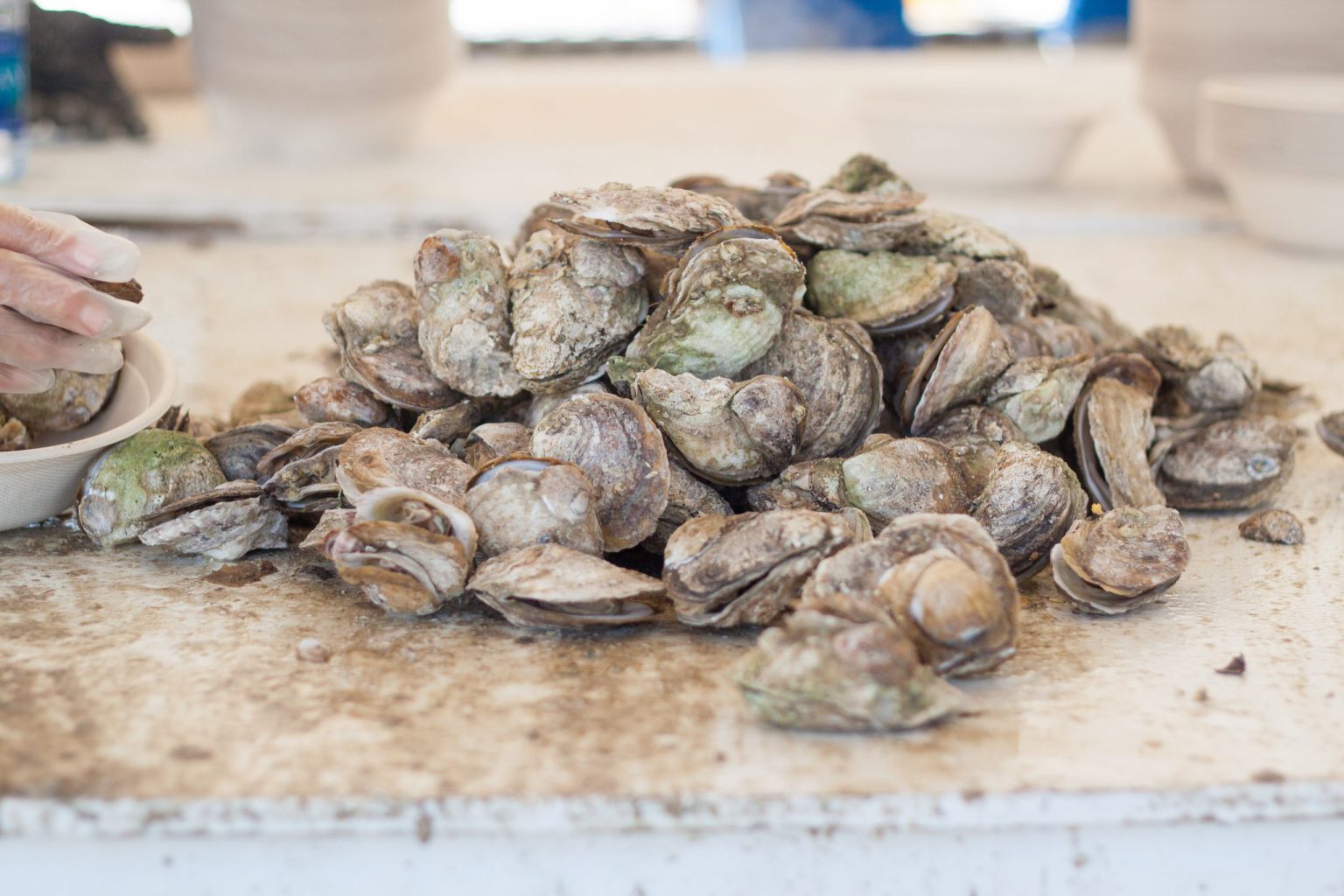 48th Annual Chincoteague Oyster Festival