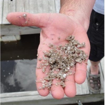 Recently set, individual juvenile oysters ready for further growth.