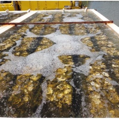 This is a setting tank used for the production of spat-on-shell oysters. Oyster shells are contained within the tank; ambient water is pumped into the tank and aerated. Eyed-larvae are introduced into the tank and allowed to settle onto the oyster shells. After a few days in the tank, ambient water is flowed through the tank to feed the newly set oysters before they are removed for planting.